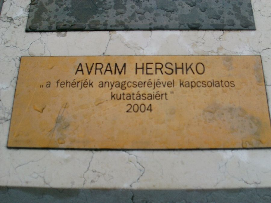 Avram Hershko, Eger